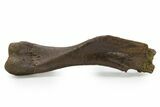 Fossil Sub-Adult Hadrosaur Humerus w/ Bite Marks - Montana #382484-1